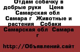 Отдам собачку в добрые руки  › Цена ­ 1 - Самарская обл., Самара г. Животные и растения » Собаки   . Самарская обл.,Самара г.